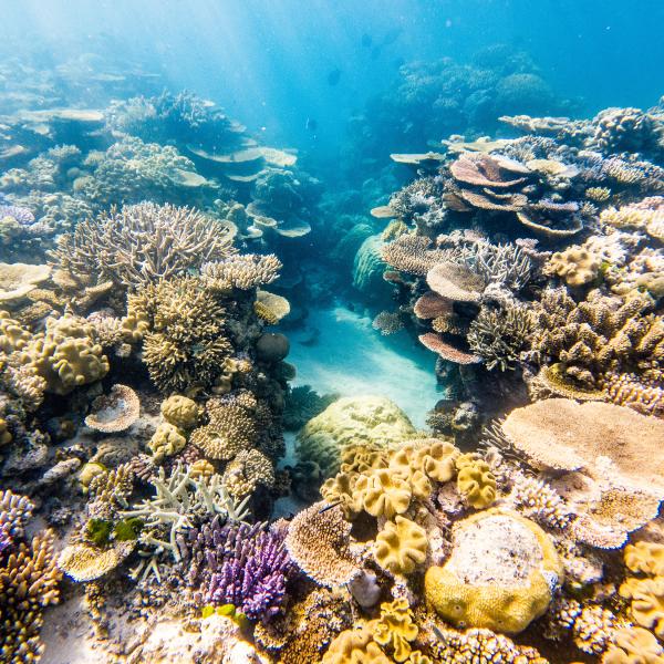 Coral Great Barrer Reef