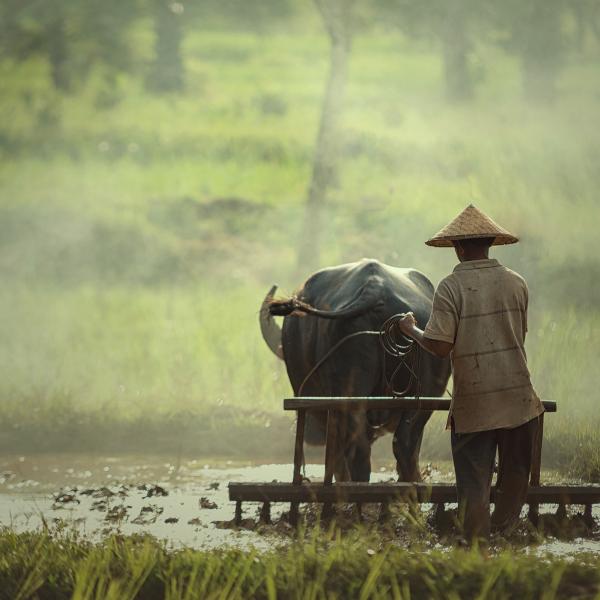 Cultivating rice