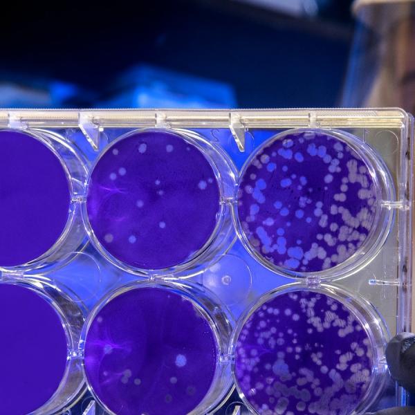 bacteria in a laboratory