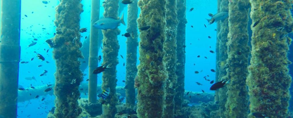 stock image fish underwater