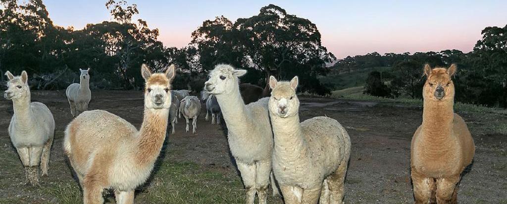 Alpaca herd Victoria