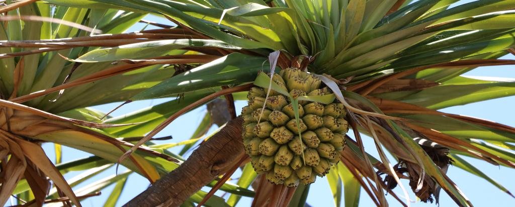 Australian native foods