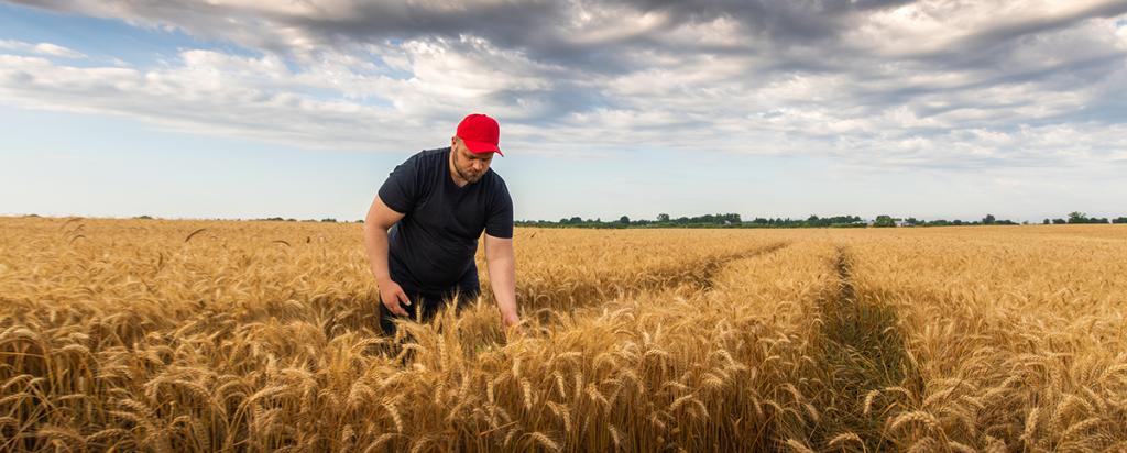 Australian farmer in wheat field