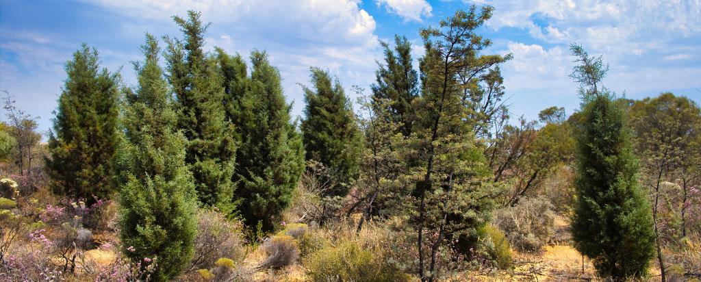 Cypress pine trees