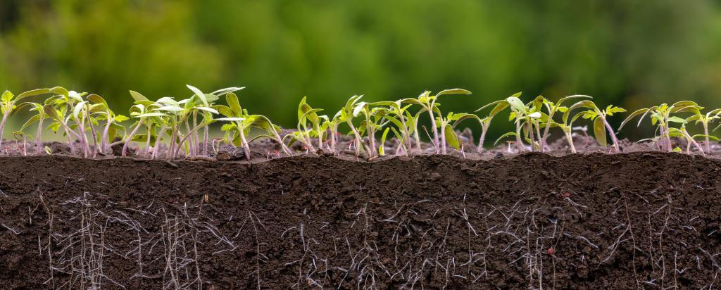 Soil