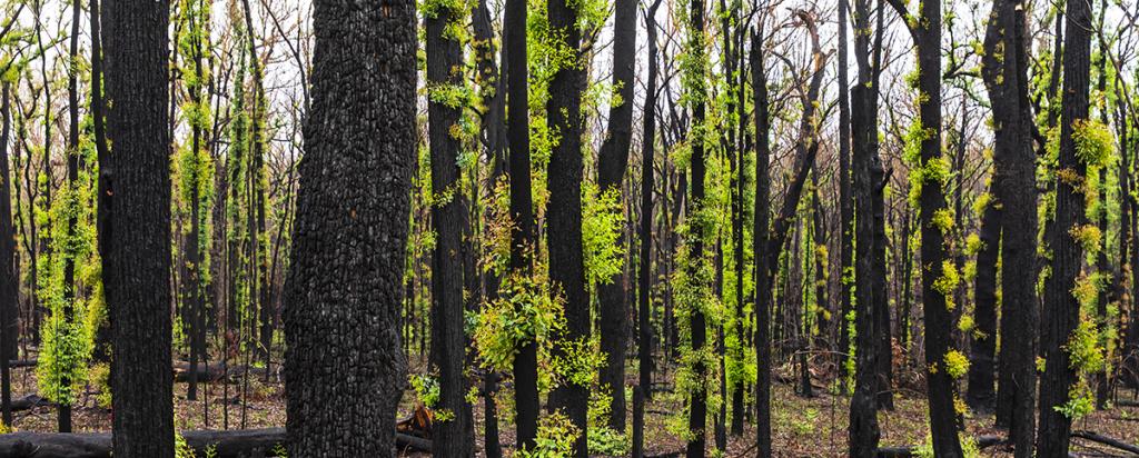 Bushfire regrowth