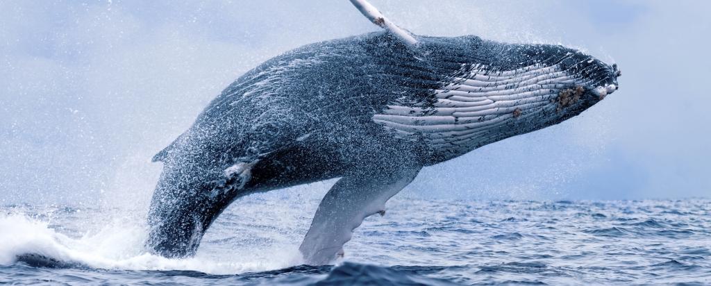 Humpback whale