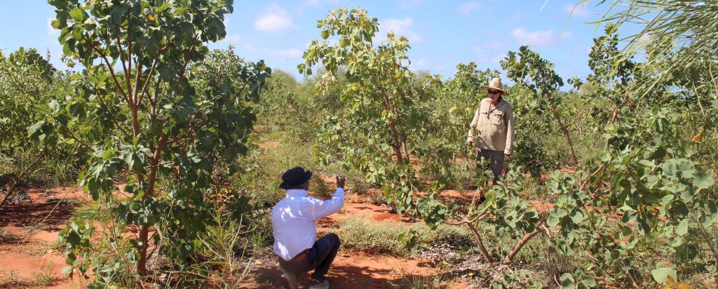 Kakdu plum fieldwork