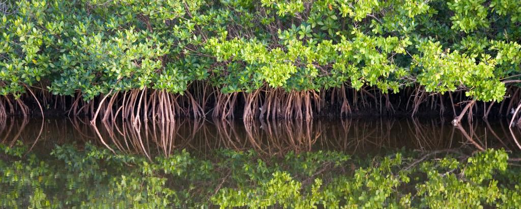 Mangroves