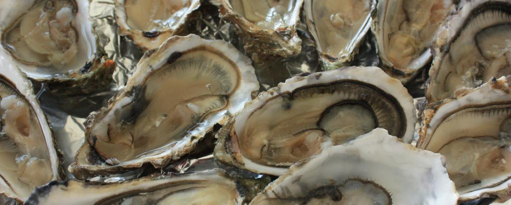 Oysters