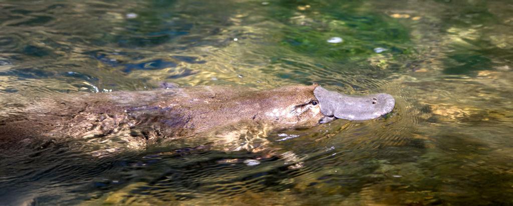 Platypus