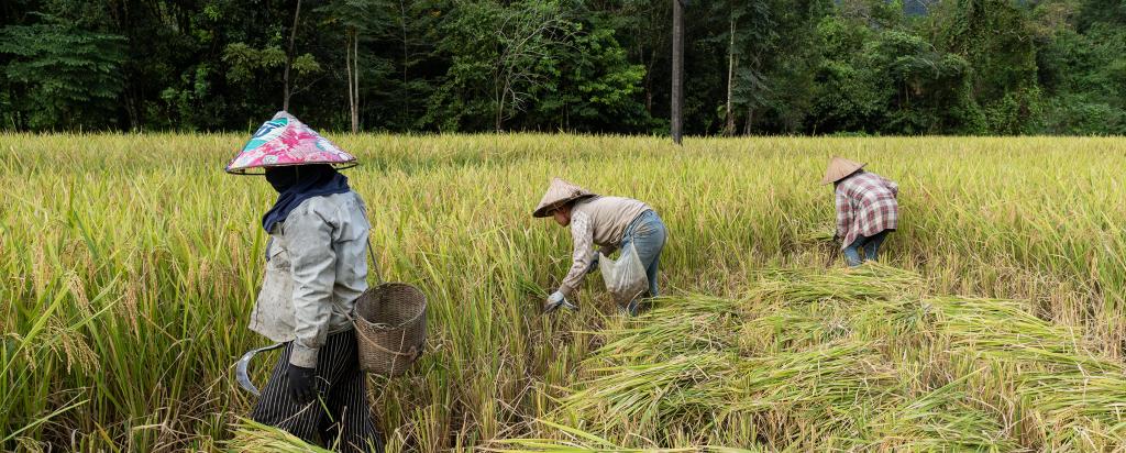 Cultivating rice