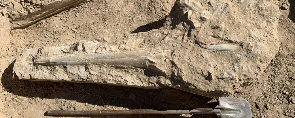 Fossil skull block