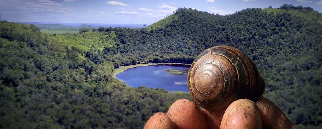 Snail