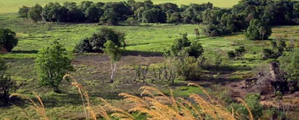 Kakadu 