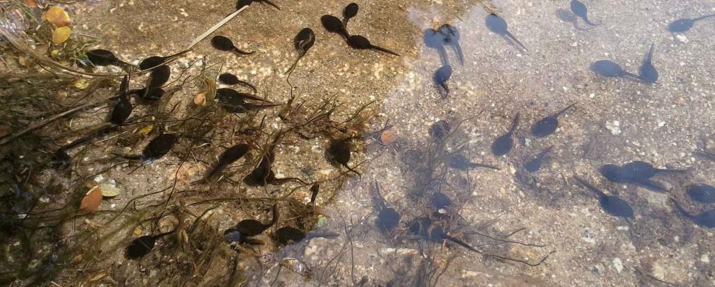 Tadpoles