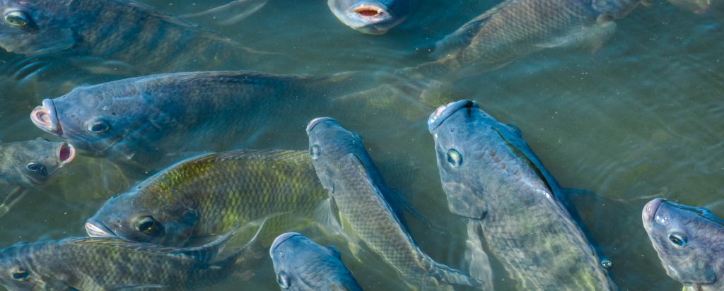 Tilapia fish farm stock photo