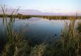 Ramsar Wetlands used by Shorebirds 