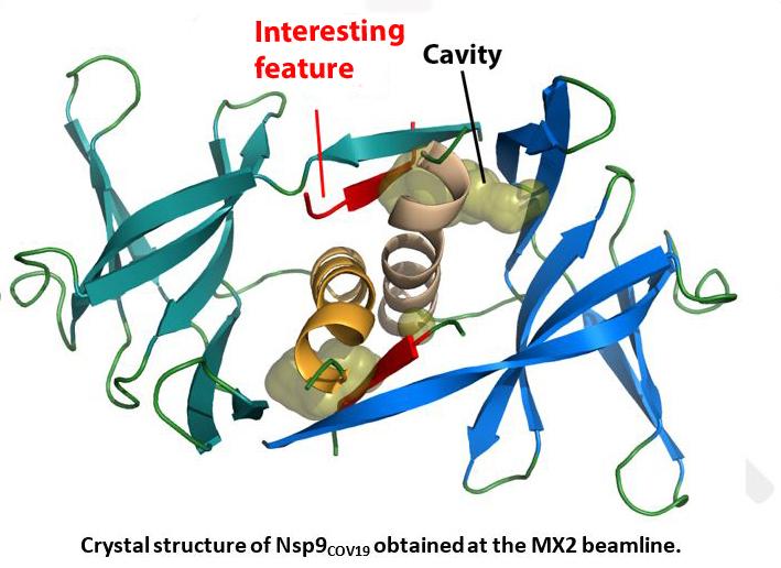 Nsp9 protein COVID 19 virus