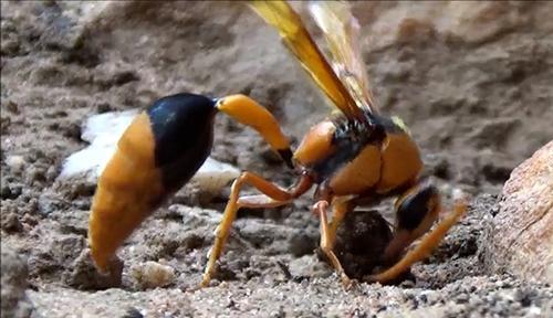 Mud wasp building nest