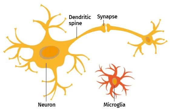 Brain diagram