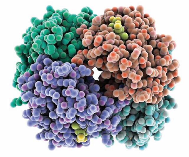 Hemoglobin research selections_figure 3