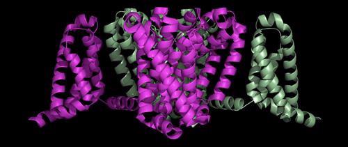 sodium channel