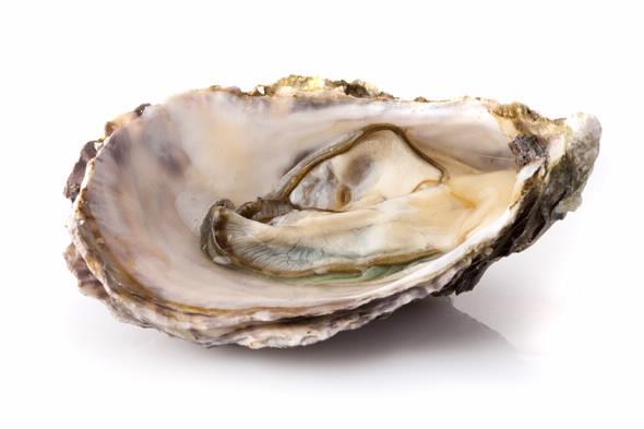 Pacific Oyster