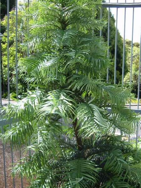 Wollemi Pine